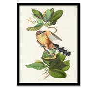 Artery8 Audubon Framed Wall Art Mangrove Cuckoo & Seven Year Apple Flower in White | Size: A3 Artery8 White A3