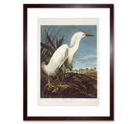 Artery8 Audubon Snowy Heron Birds of America Great Egret Coastal Bird Portrait Illustration Artwork Framed Wall Art Print 12X16 Inch in Brown Artery8 Brown