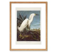 Artery8 Audubon Snowy Heron Birds of America Great Egret Coastal Bird Portrait Illustration Artwork Framed Wall Art Print 12X16 Inch in Light Oak Artery8 Light Oak