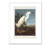 Artery8 Audubon Snowy Heron Birds of America Great Egret Coastal Bird Portrait Illustration Artwork Framed Wall Art Print 12X16 Inch in White Artery8 White