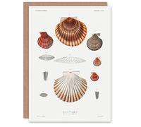 Artery8 Augustus A Gould Art Card Clam Shell Varieties Illustration