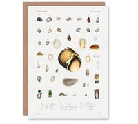 Artery8 Augustus A Gould Art Card Sea Snail Shell Varieties Set