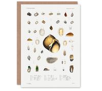 Artery8 Augustus A Gould Art Card Sea Snail Shell Varieties Set
