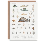 Artery8 Augustus A Gould Art Card Snail Varieties and Sea Shells
