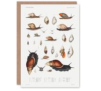Artery8 Augustus A Gould Art Card Snail Varieties Vintage Illustration