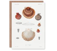 Artery8 Augustus A Gould Personalised Art Card Clam Shell Varieties Illustration