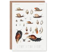 Artery8 Augustus A Gould Personalised Art Card Snail Varieties Vintage Illustration