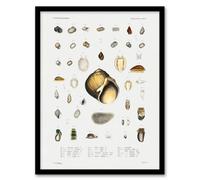 Artery8 Augustus A Gould Sea Snail Shell Varieties Set Framed Wall Art Picture Print A4