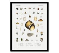 Artery8 Augustus A Gould Sea Snail Shell Varieties Set Framed Wall Art Picture Print A4