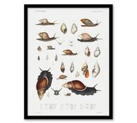 Artery8 Augustus A Gould Snail Varieties Vintage Illustration Framed Wall Art Print A4