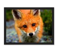 Baby Red Fox Portrait Woodland A4 Artwork Framed Wall Art Print Artery8 Black One Size