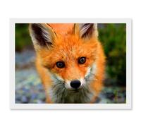 Baby Red Fox Portrait Woodland A4 Artwork Framed Wall Art Print Artery8 White One Size