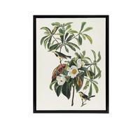 Artery8 Bachman's Warbler & Franklinia Tree Audubon Framed Canvas Wall Art in White | Size: W18" x H24" Artery8 White W18" x H24"