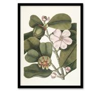 Artery8 Balsam Tree Flower Vintage Botanical Catesby Framed Wall Art Print A4