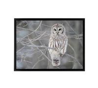 Artery8 Barred Owl Strix Varia Bird On Branch Framed Canvas Wall Art Print in Grey | Size: W12" x H16" Artery8 Grey W12" x H16"