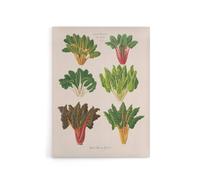 Artery8 Beet or Swiss Chard Vegetables Ernst Benary Canvas Wall Art Print in White | Size: W18" x H24" Artery8 White W18" x H24"