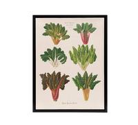 Artery8 Beet or Swiss Chard Vegetables Ernst Benary Framed Canvas Wall Art in White | Size: W24" x H32" Artery8 White W24" x H32"
