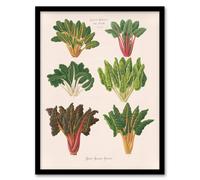 Artery8 Beet or Swiss Chard Vegetables Ernst Benary Framed Wall Art Print in White | Size: A4 Artery8 White A4