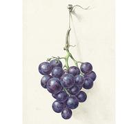 Artery8 Bernard Bunch Blue Grapes Watercolour Painting Unframed Wall Art Print Poster Home Decor Premium