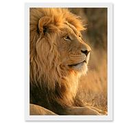 Big African Lion Sitting Sun Bathing Nature A4 Artwork Framed Wall Art Print Artery8 White One Size
