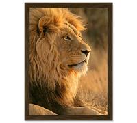 Artery8 Big African Lion Sitting Sun Bathing Nature A4 Artwork Framed Wall Art Print