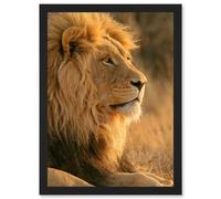 Artery8 Big African Lion Sitting Sun Bathing Nature A4 Artwork Framed Wall Art Print in Black Artery8 Black