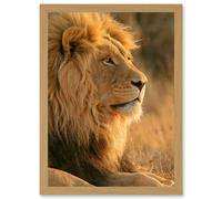 Artery8 Big African Lion Sitting Sun Bathing Nature A4 Artwork Framed Wall Art Print