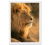 Artery8 Big African Lion Sitting Sun Bathing Nature A4 Artwork Framed Wall Art Print in White Artery8 White