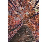 Artery8 Birch Forest In Autumn XL Giant Panel Poster (8 Sections)