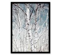 Artery8 Birch Tree Forest Carol M Highsmith Framed Wall Art Print 12X16"