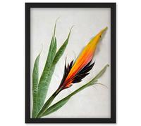 Artery8 Bird of Paradise Tropical Plant Flower & Leaves Illustration on White Artwork Framed Wall Art Print A4 in Black Artery8 Black