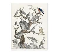 Artery8 Birds Eagle Hawk Owl on Tree Unframed Wall Art Print Poster 12X16 Artwork Vintage : Wild Bird Illustration Suited For Hallway Or Study Celebrating Nature Motion And Vintage Accuracy