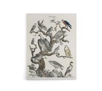 Artery8 Birds Eagle Hawk Owl on Tree Vintage Nature Canvas Wall Art in White | Size: W12" x H16" Artery8 White W12" x H16"