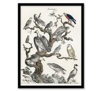 Artery8 Birds Eagle Hawk Owl on Tree Vintage Nature Framed Wall Art Print in White | Size: A4 Artery8 White A4