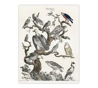 Artery8 Birds Eagle Hawk Owl on Tree Vintage Nature Wall Art Print Poster in White | Size: W12" x H16" Artery8 White W12" x H16"