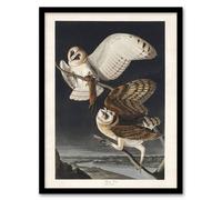 Artery8 Birds of America Barn Owl Audubon Nature Framed Wall Art Print in Grey | Size: A4 Artery8 Grey A4