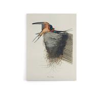 Artery8 Birds of America Barn Swallow Audubon Nature Canvas Wall Art in White | Size: W18" x H24" Artery8 White W18" x H24"