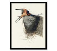 Artery8 Birds Of America Barn Swallow Audubon Nature Framed Wall Art Print 12X16"