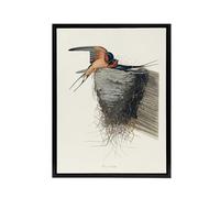 Artery8 Birds of America Barn Swallow Black Framed Canvas Wall Art Print 24X32 Artwork By Audubon : Swallow Illustration Suited For Hallway Or Lounge Showing Flight Motion And Countryside Serenity