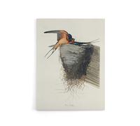 Artery8 Birds of America Barn Swallow Canvas Wall Art Print 12X16 Artwork By Audubon : Swallow Illustration Suited For Hallway Or Lounge Showing Flight Motion And Countryside Serenity