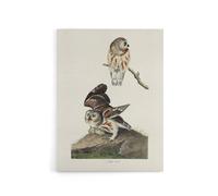 Artery8 Birds Of America Little Owls Audubon Nature Canvas Wall Art in White | Size: W18" x H24" Artery8 White W18" x H24"