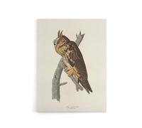 Artery8 Birds Of America Long Eared Owl Audubon Nature Canvas Wall Art in White | Size: W12" x H16" Artery8 White W12" x H16"