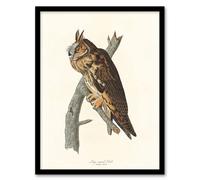 Artery8 Birds Of America Long Eared Owl Audubon Nature Framed Wall Art Print in White | Size: A4 Artery8 White A4