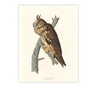Artery8 Birds Of America Long Eared Owl XL Extra Large Wall Art Poster Print 24X32 Artwork By Audubon : Long Eared Owl Artwork Perfect For Study Or Hallway Capturing Calm Focus And Detailed Accuracy