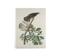 Artery8 Birds of America Pigeon Hawk Audubon Nature Canvas Wall Art in White | Size: W24" x H32" Artery8 White W24" x H32"