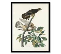 Artery8 Birds of America Pigeon Hawk Audubon Nature Framed Wall Art Print in White | Size: A4 Artery8 White A4