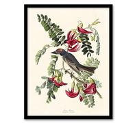 Artery8 Birds of America Piping Flycatcher Framed Wall Art Print A4 Artwork By Audubon : Small Bird Illustration Suited For Hallway Or Living Room Combining Elegance Charm And Vintage Detail