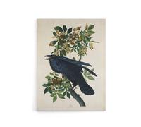Artery8 Birds of America Raven Audubon Nature Canvas Wall Art in White | Size: W12" x H16" Artery8 White W12" x H16"