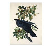 Artery8 Birds of America Raven Audubon Nature Wall Art Print Poster in White | Size: W12" x H16" Artery8 White W12" x H16"