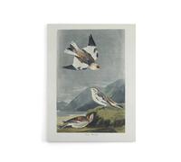 Artery8 Birds of America Snow Bunting Audubon Nature Canvas Wall Art in Grey | Size: W12" x H16" Artery8 Grey W12" x H16"